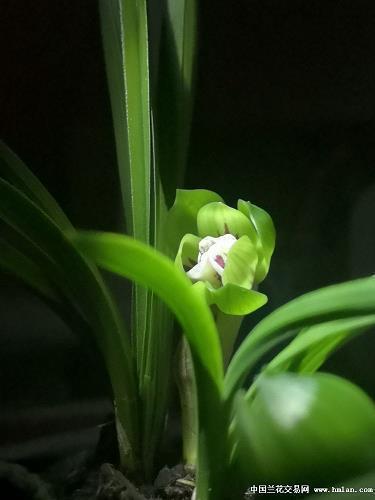 朱樱