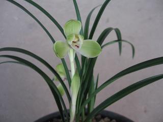 2020年学校元旦祝福语