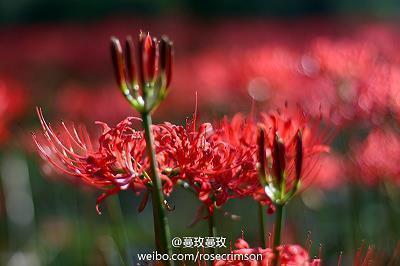 托克维尔名言_名言诗句