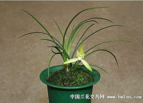 2021元宵节唯美祝福句子文案说说