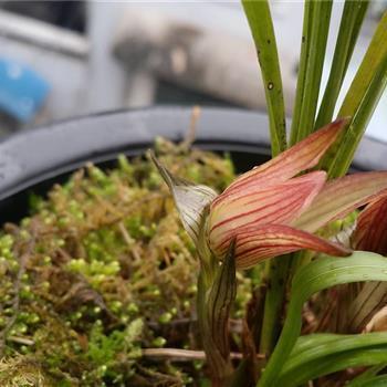 2021母亲节给妈妈唯美的祝福语文案合集59句