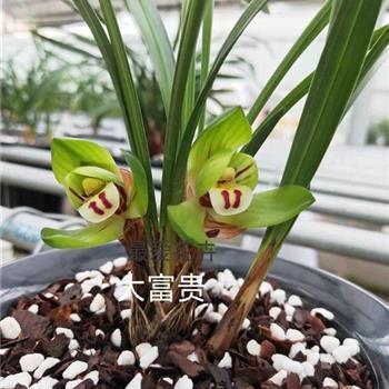 赠处