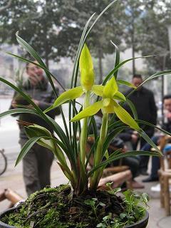 2021牛年热门的新春祝福语