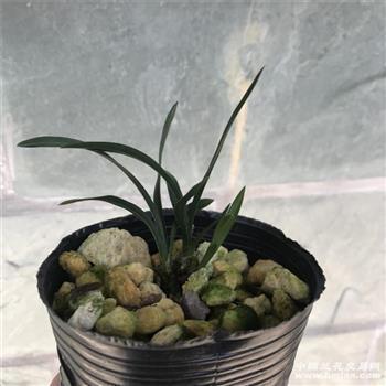 驱雷策电