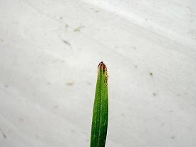 霱