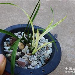修持