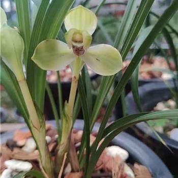 2020年最新38妇女节祝福语