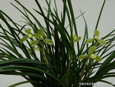 2021情人节美好祝福语句子
