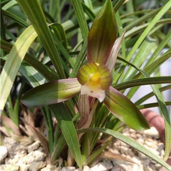 2021牛年朋友圈拜年祝福语简短