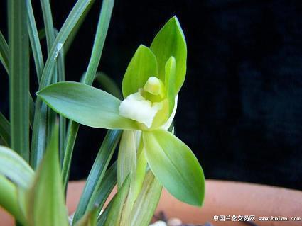 2021最美教师节朋友圈祝福语录(精选91条)