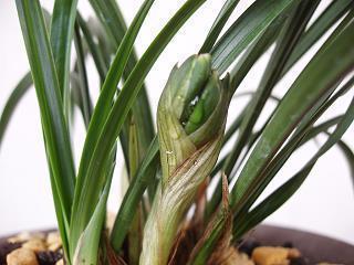 2022妇女节鲜花祝福语贺词(精选77条)