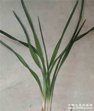 又霸气有杀气的口号 关于非常有气势霸气的口号(精选45句)