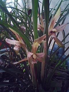 安妮日记好词好句好段摘抄大全