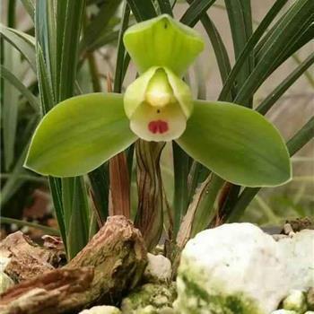 2021大年初一拜年祝福语