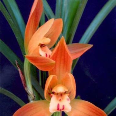 出去溜达说说心情短语