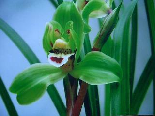 小满时节优美句话语合集80句