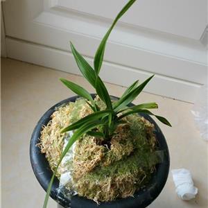 2021教师节鲜花文案(精选90条)