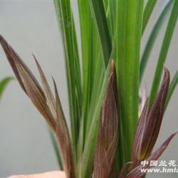 鞭