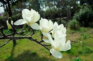 敷化