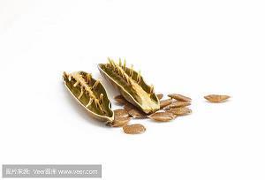 鰆