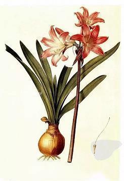 唯美的平安夜心情语录(精选97句)