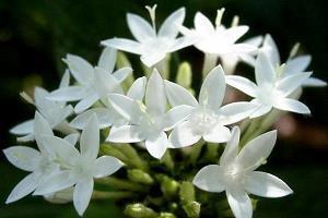 国庆节手抄报图片大全 国庆节手抄报内容大全