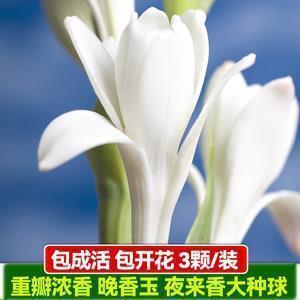 撢子