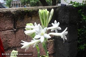 获胜