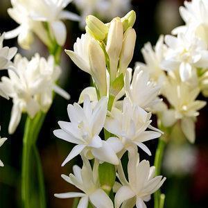 2021牛年春节吉祥话欣赏