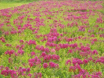 【精选】高冷又随性的句子伤心的句子汇编82句