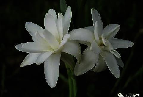 音容如在