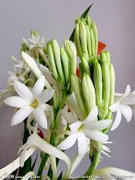 2021年牛年吉祥话拜年