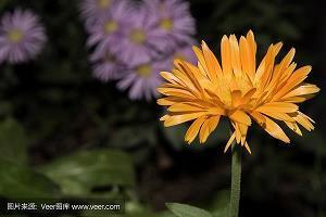 鸟穷则啄
