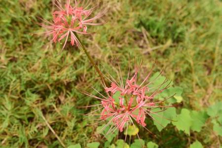 盆栽绣球花怎么养-绣球花养殖注意事项_花伤感句子