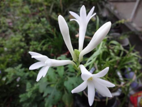 关于描写瀑布的诗句古诗大全