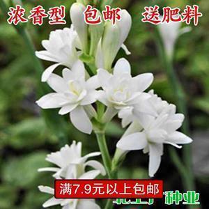 踩岁