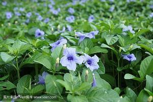 平安夜提前发的祝福语超级唯美的说说75句