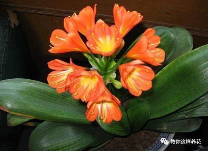 2021年春节除夕送亲朋好友的祝福语