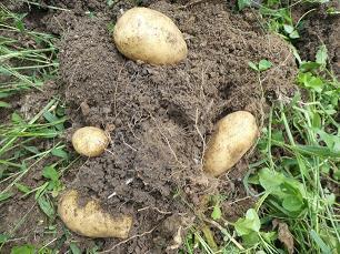 2021母亲节幸福美满祝福贺词推荐73句