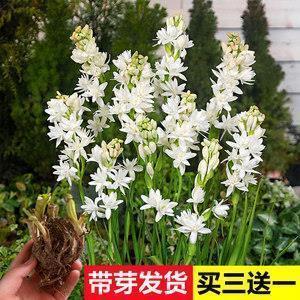 2021年牛年元宵节的祝福语怎么写