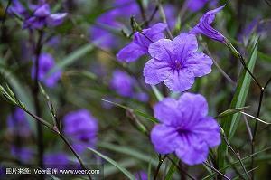 2021牛年春节拜年祝福语句