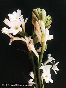 2021牛年简短春节祝福语