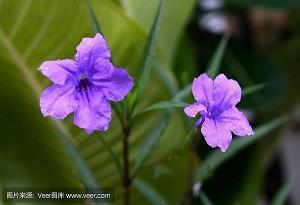 2020情人节送给女友的祝福语