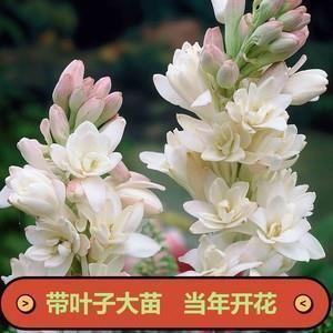 女生励志晚安说说