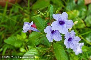 2021向国旗敬礼学生寄语(精选27条)