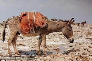 关于怀念的句子 不是逃避现在，只是在怀念过去