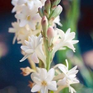 2021年情人节温馨祝福语简短一句话