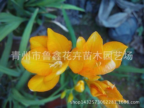 作梗
