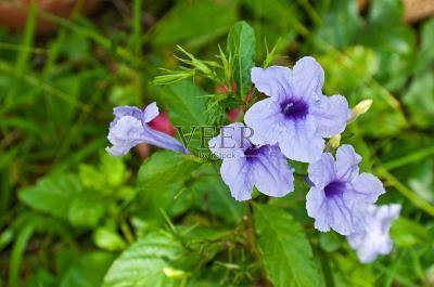 2021母亲节祝福语幼儿园合集60句