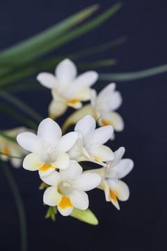 2021夏至时节唯美温馨祝福寄语文案合集76句